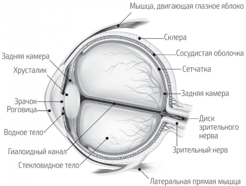 Иллюстрация к книге — Во все глаза. Секретная книга для тех, кто хочет сохранить или исправить зрение [i_006.jpg]
