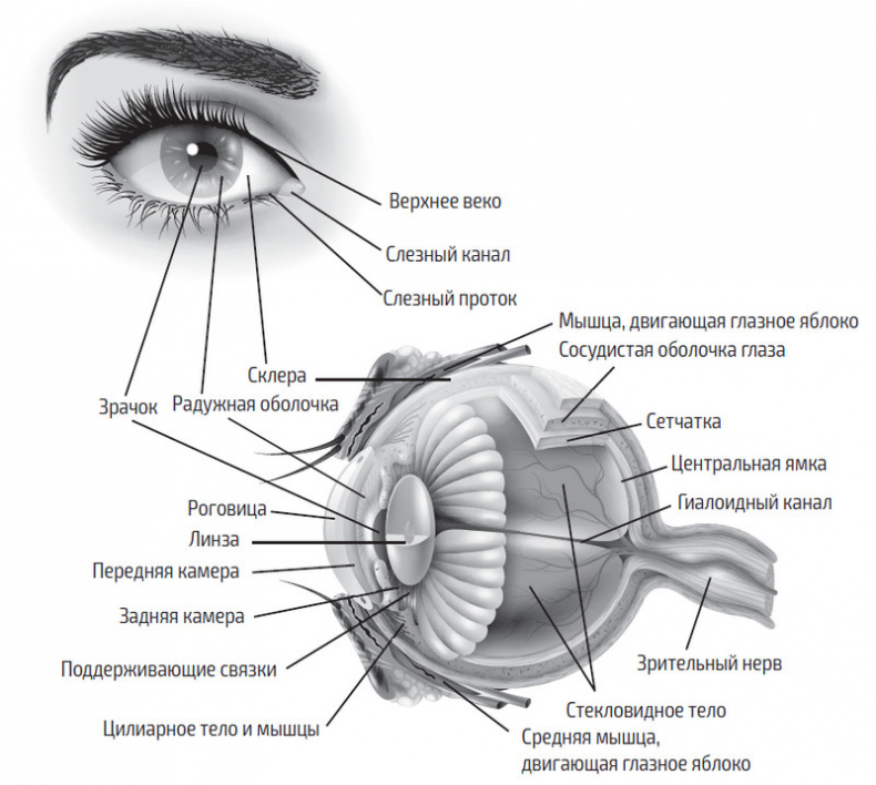 Иллюстрация к книге — Во все глаза. Секретная книга для тех, кто хочет сохранить или исправить зрение [i_010.jpg]