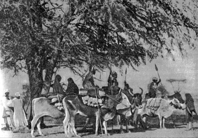 Иллюстрация к книге — Животные в войнах древнего мира [i_050.jpg]