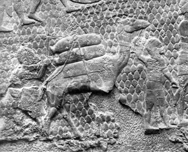 Иллюстрация к книге — Животные в войнах древнего мира [i_076.jpg]