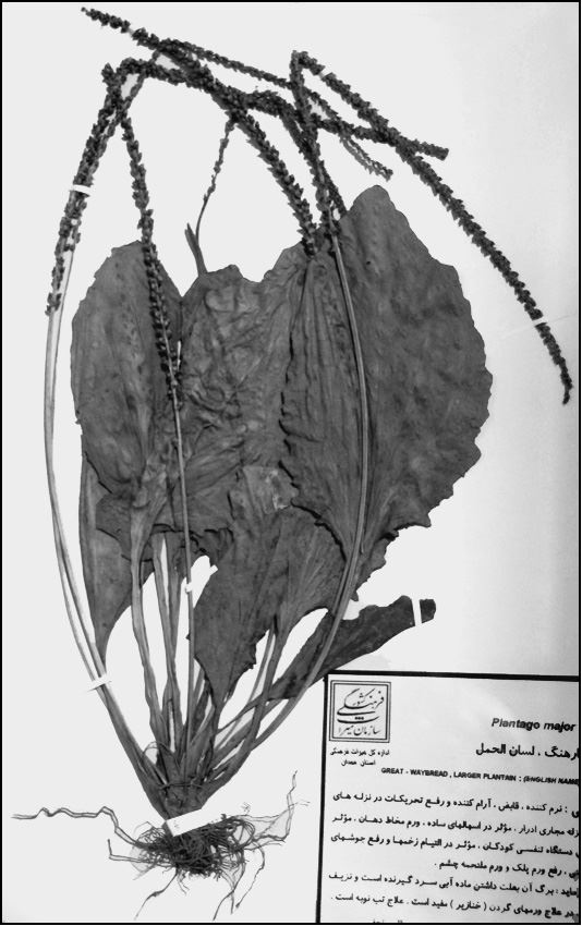 Иллюстрация к книге — Древняя Персия и ее тайны [i_029.jpg]