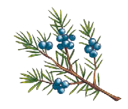 Иллюстрация к книге — По следам лунных цветов [i_006.jpg]