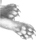 Иллюстрация к книге — Месть пумы [i_004.jpg]