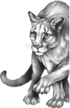 Иллюстрация к книге — Месть пумы [i_005.jpg]