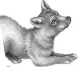 Иллюстрация к книге — Месть пумы [i_013.jpg]