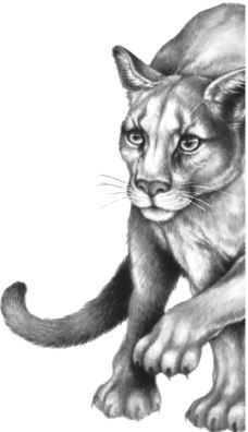 Иллюстрация к книге — Месть пумы [i_015.jpg]