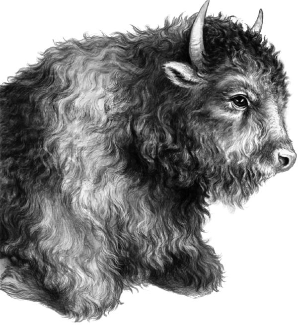 Иллюстрация к книге — Месть пумы [i_026.jpg]