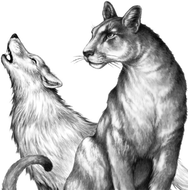 Иллюстрация к книге — Месть пумы [i_045.jpg]