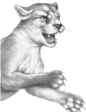 Иллюстрация к книге — Месть пумы [i_054.jpg]