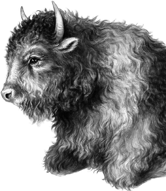 Иллюстрация к книге — Месть пумы [i_055.jpg]