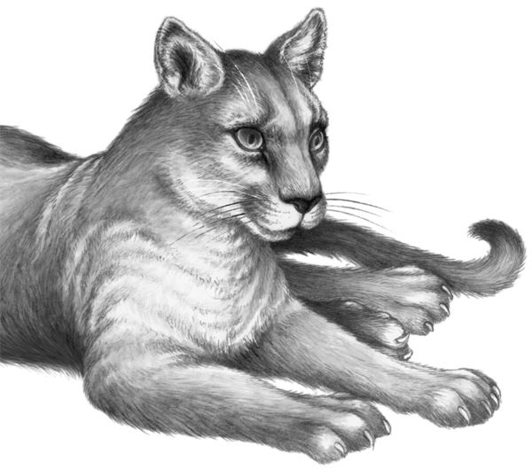 Иллюстрация к книге — Месть пумы [i_056.jpg]