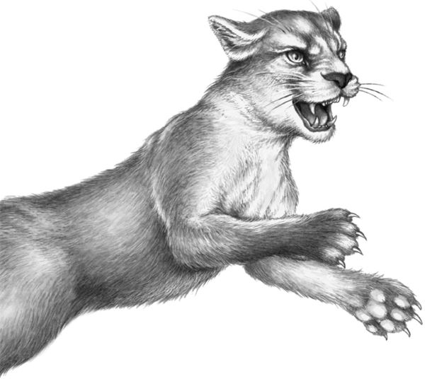 Иллюстрация к книге — Месть пумы [i_060.jpg]