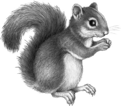 Иллюстрация к книге — Месть пумы [i_065.jpg]