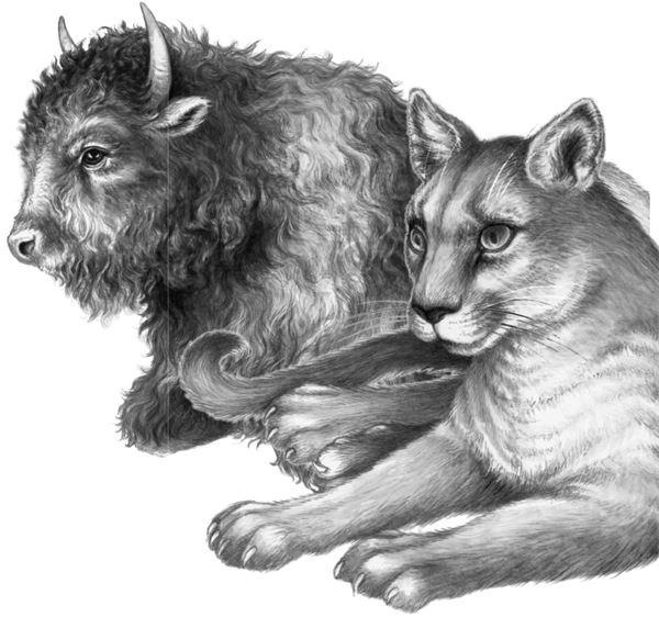 Иллюстрация к книге — Месть пумы [i_066.jpg]