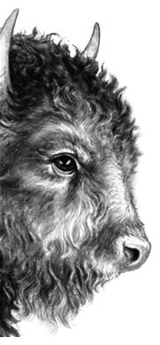 Иллюстрация к книге — Месть пумы [i_070.jpg]