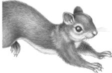 Иллюстрация к книге — Месть пумы [i_073.jpg]