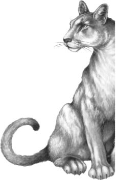 Иллюстрация к книге — Месть пумы [i_075.jpg]