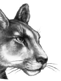 Иллюстрация к книге — Месть пумы [i_076.jpg]