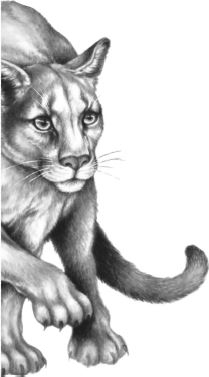 Иллюстрация к книге — Месть пумы [i_077.jpg]