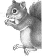 Иллюстрация к книге — Месть пумы [i_085.jpg]