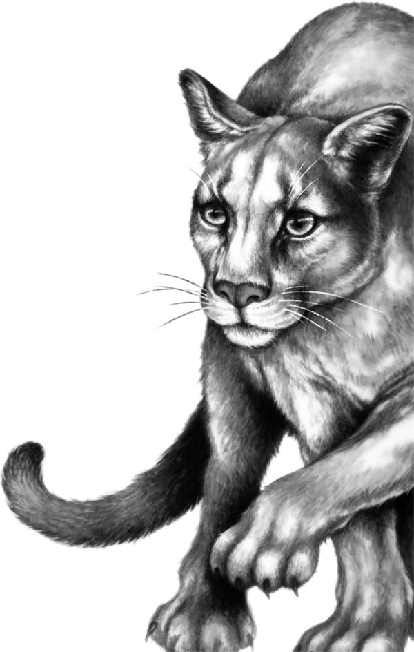 Иллюстрация к книге — Месть пумы [i_088.jpg]