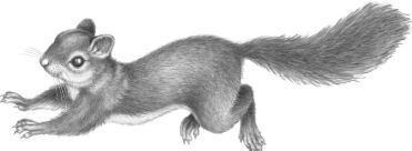 Иллюстрация к книге — Месть пумы [i_090.jpg]