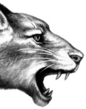 Иллюстрация к книге — Месть пумы [i_092.jpg]