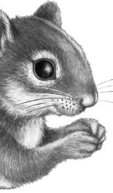 Иллюстрация к книге — Месть пумы [i_093.jpg]