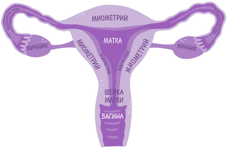 Иллюстрация к книге — Эндометриоз. Как разобраться в причинах и симптомах и позаботиться о себе в повседневной жизни [i_002.jpg]