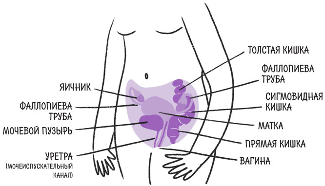 Иллюстрация к книге — Эндометриоз. Как разобраться в причинах и симптомах и позаботиться о себе в повседневной жизни [i_003.jpg]