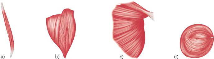 Иллюстрация к книге — Анатомия стретчинга [i_004.jpg]