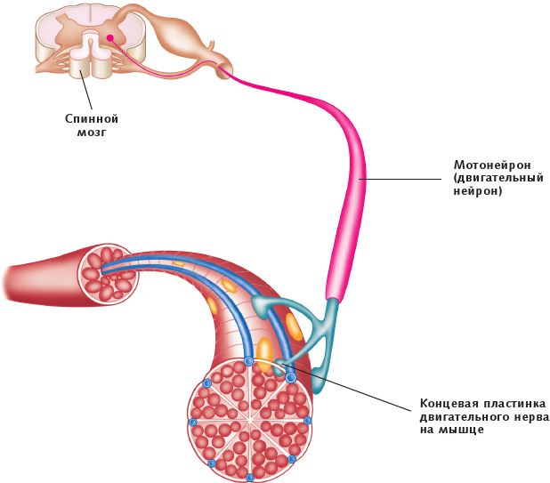 Иллюстрация к книге — Анатомия стретчинга [i_006.jpg]
