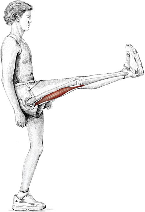 Иллюстрация к книге — Анатомия стретчинга [i_017.jpg]