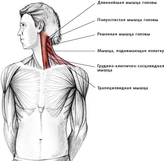 Иллюстрация к книге — Анатомия стретчинга [i_025.jpg]