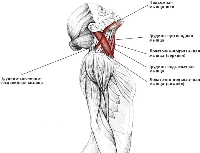 Иллюстрация к книге — Анатомия стретчинга [i_028.jpg]