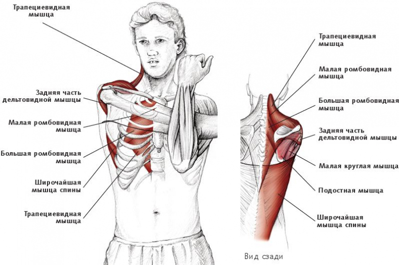 Иллюстрация к книге — Анатомия стретчинга [i_031.jpg]