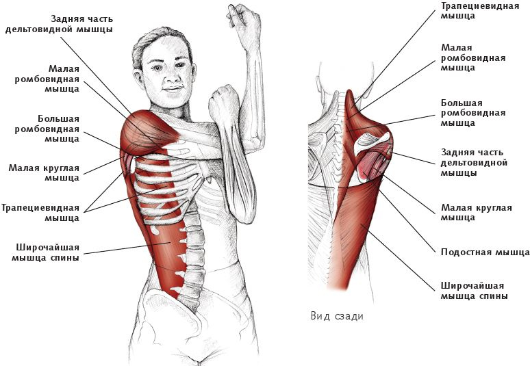 Иллюстрация к книге — Анатомия стретчинга [i_032.jpg]