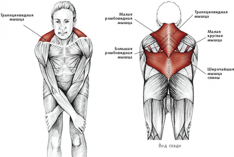 Иллюстрация к книге — Анатомия стретчинга [i_034.jpg]