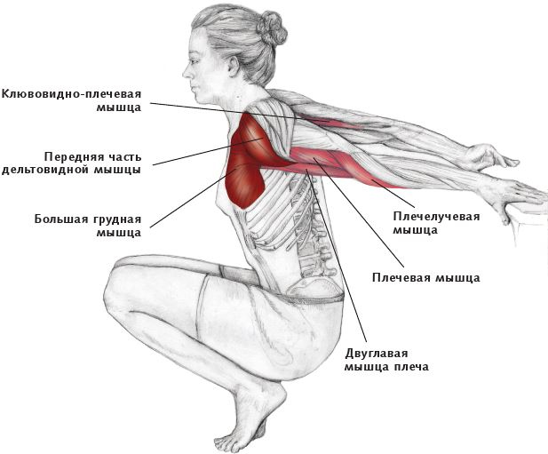 Иллюстрация к книге — Анатомия стретчинга [i_040.jpg]
