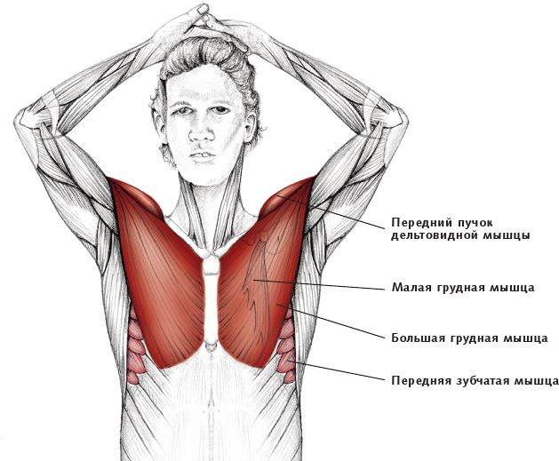 Иллюстрация к книге — Анатомия стретчинга [i_041.jpg]