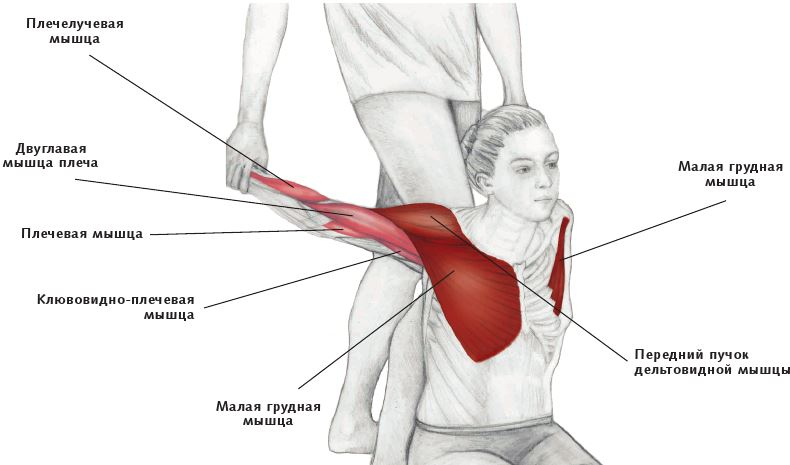 Иллюстрация к книге — Анатомия стретчинга [i_043.jpg]