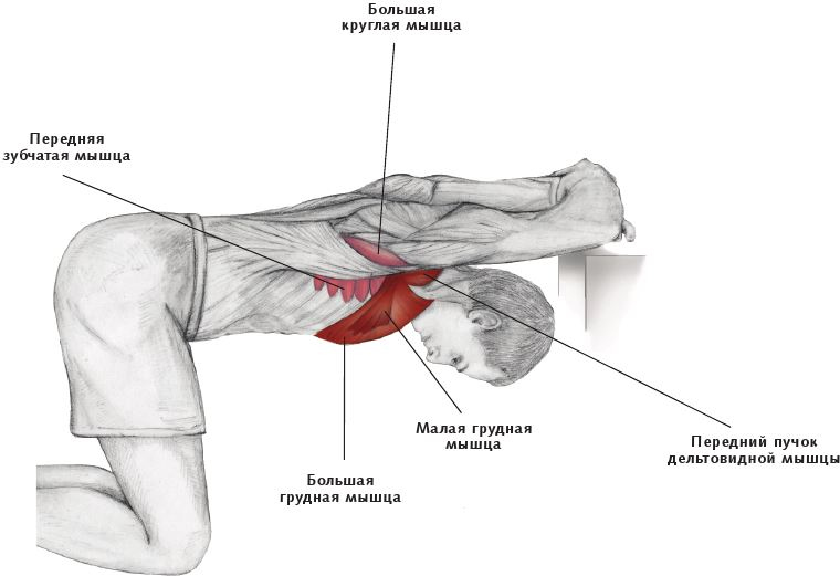 Иллюстрация к книге — Анатомия стретчинга [i_048.jpg]