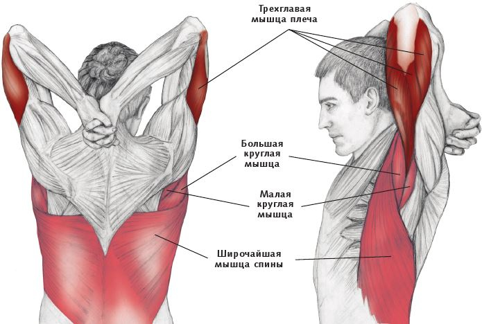Иллюстрация к книге — Анатомия стретчинга [i_049.jpg]