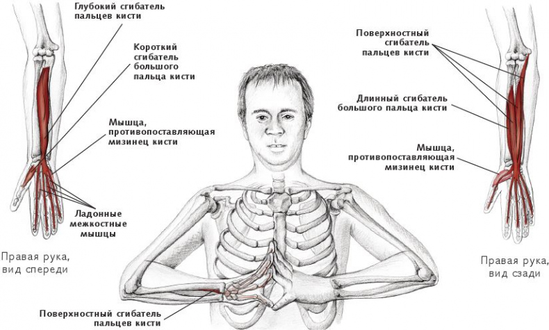 Иллюстрация к книге — Анатомия стретчинга [i_054.jpg]