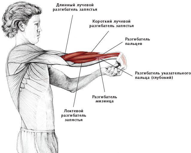 Иллюстрация к книге — Анатомия стретчинга [i_056.jpg]