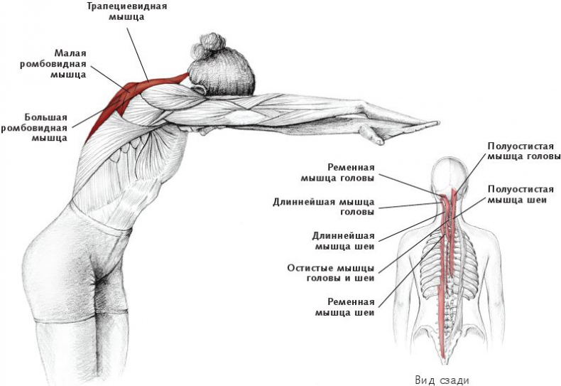 Иллюстрация к книге — Анатомия стретчинга [i_065.jpg]
