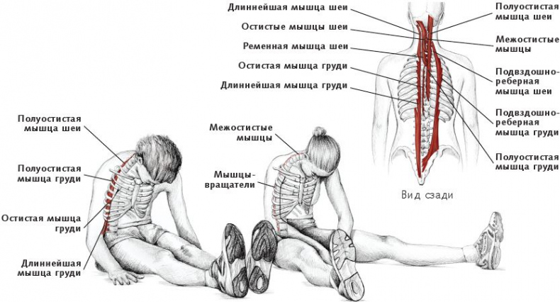 Иллюстрация к книге — Анатомия стретчинга [i_069.jpg]