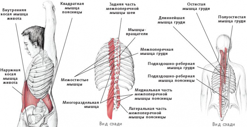 Иллюстрация к книге — Анатомия стретчинга [i_079.jpg]