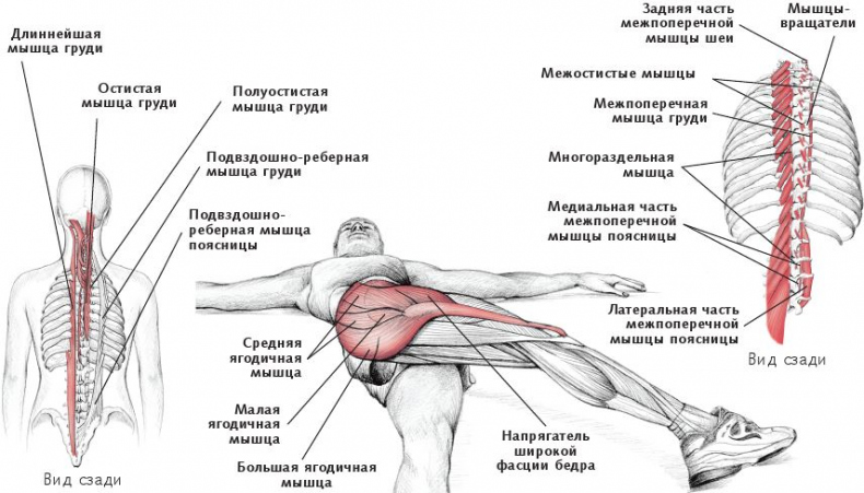 Иллюстрация к книге — Анатомия стретчинга [i_080.jpg]