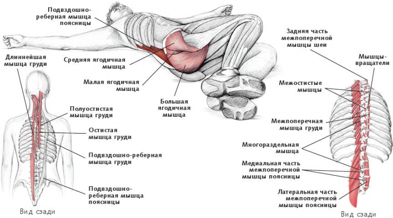 Иллюстрация к книге — Анатомия стретчинга [i_081.jpg]